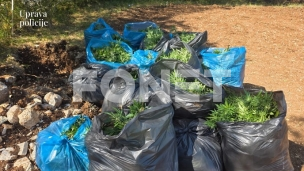 Pronađena plantaža marihuane 